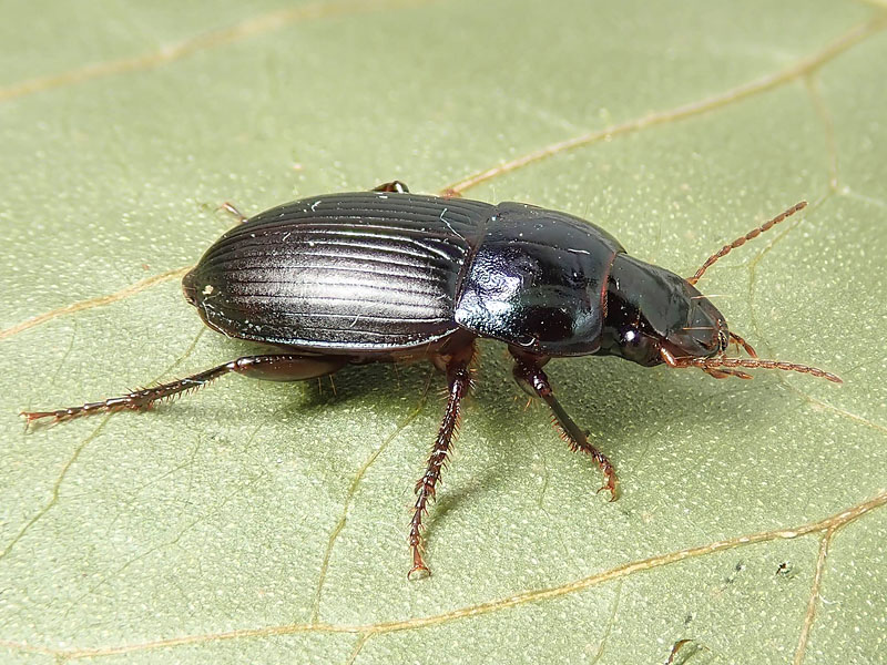 Carabidae: ancora un Harpalus:     Harpalus dimidiatus, femmina